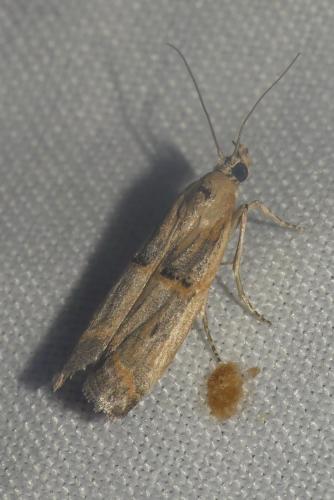 Psorosa dahliella